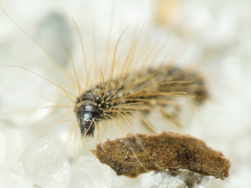 Coleoptera Linnaeus, 1758